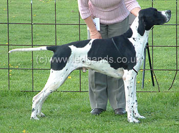 5th Open Dog
